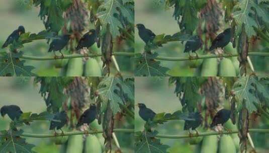 鸟儿在树上歌唱高清在线视频素材下载