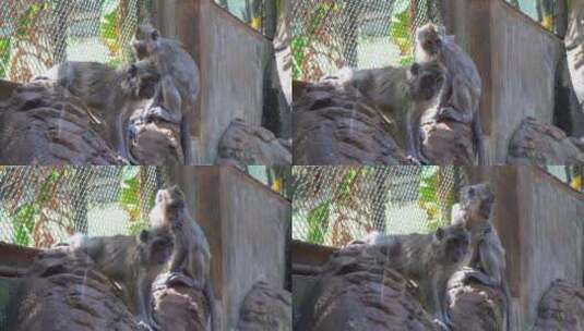 动物园的猕猴广西猴高清在线视频素材下载