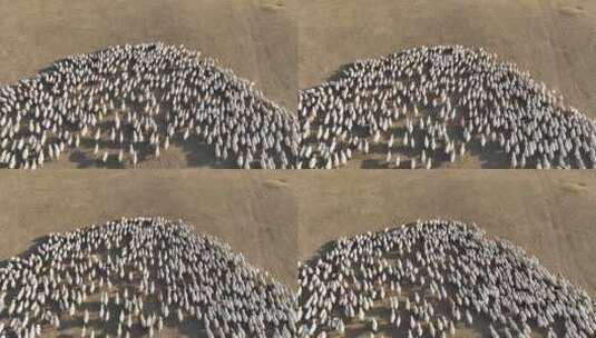 航拍呼伦贝尔秋季牧场羊群高清在线视频素材下载