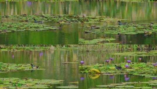 池塘里的黑水鸡 莲叶 莲花 睡莲高清在线视频素材下载