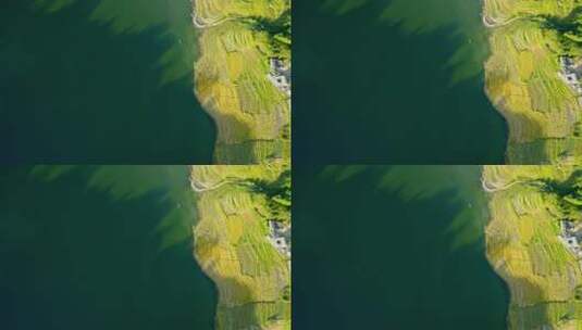 俯拍江边金色的稻田高清在线视频素材下载