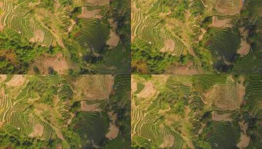 中国原阳联合国教科文组织遗产稻田鸟瞰。高清在线视频素材下载