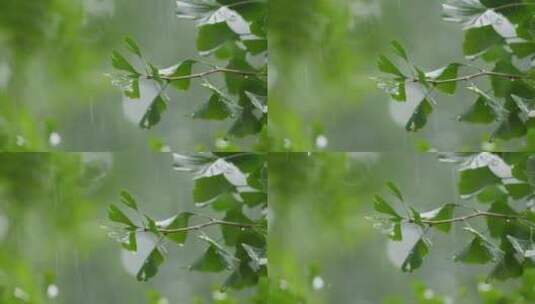 雨中银杏叶高清在线视频素材下载