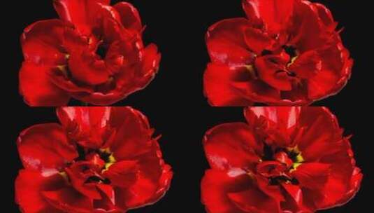 红色花朵绽放高清在线视频素材下载