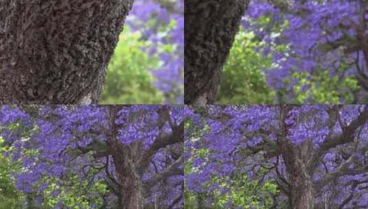 蓝花楹树高清在线视频素材下载