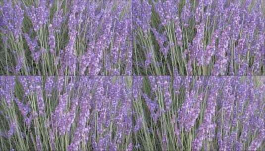 紫色的薰衣草花丛高清在线视频素材下载