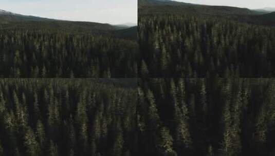 航拍森林树丛高清在线视频素材下载