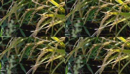 阳光下的稻谷稻穗稻田地水稻高清在线视频素材下载