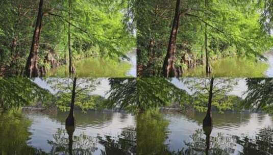 光阴树林 生态绿色高清在线视频素材下载