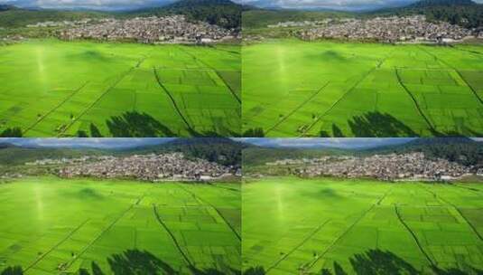夏天和顺古镇绿色的稻田高清在线视频素材下载