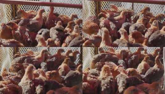 菜市场笼子里的鸡高清在线视频素材下载