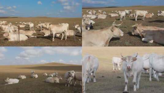 内蒙古锡林郭勒大草原秋季的牛高清在线视频素材下载