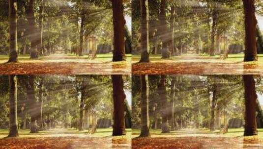 阳光照耀的树林高清在线视频素材下载