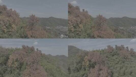 航拍森林竹林秋季自然之美高清在线视频素材下载