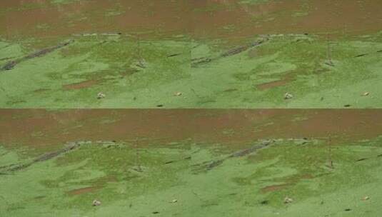 野生沼泽地鳄鱼 长焦拍摄高清在线视频素材下载