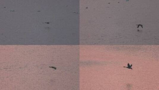 大雁在水面上方展翅飞翔慢镜头系列高清在线视频素材下载