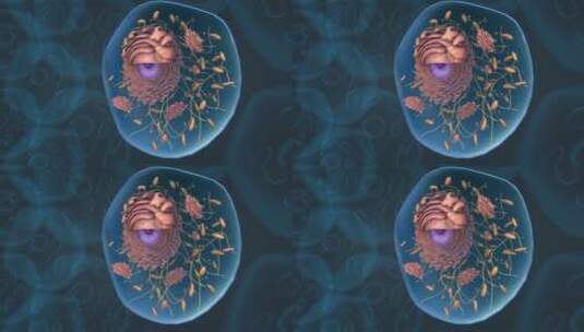 微观医学细胞核肝细胞高尔基体三维动画高清在线视频素材下载