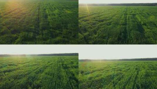 日出的阳光照耀在绿色的麦地里高清在线视频素材下载