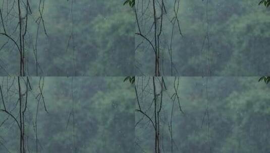 江南春天春雨雨滴绿色植物升格空镜高清在线视频素材下载