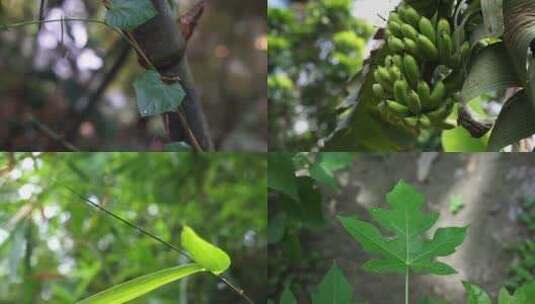 雨水滴落植物叶片合集高清在线视频素材下载