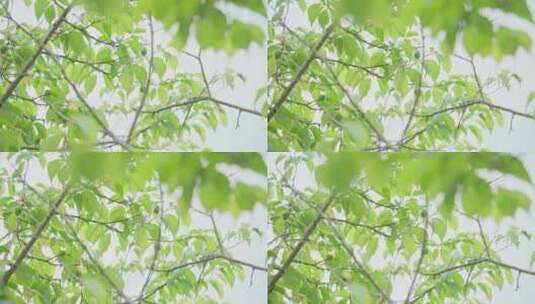 【4k】青梅果树果实树叶蓝天乡村振兴收获高清在线视频素材下载