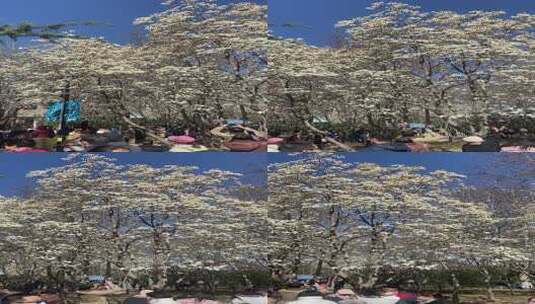 济南百花公园，玉兰花绽放压满枝头高清在线视频素材下载