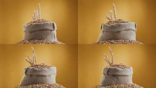 高品质优质小麦麦谷麦穗高清在线视频素材下载