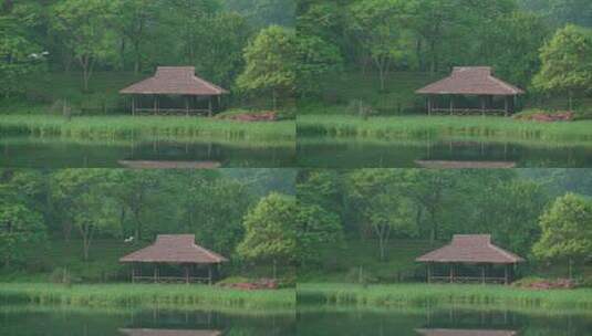 杭州乌龟潭水鸟飞过树林湖边的茅草亭子高清在线视频素材下载