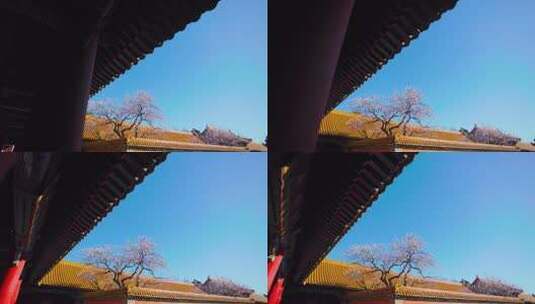 北京故宫紫禁城春天春季盛开的杏花高清在线视频素材下载