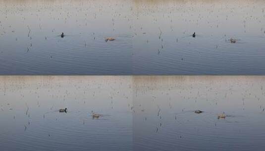 春天在湖中戏水的野鸭子高清在线视频素材下载