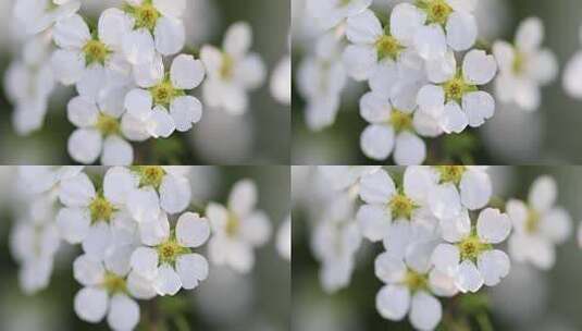 春天白色小花珍珠绣线菊花特写高清在线视频素材下载