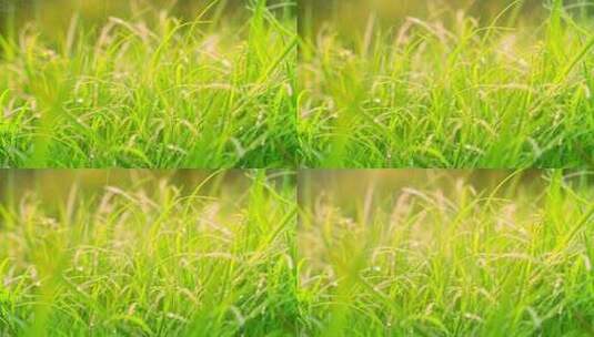 清晨绿草露水阳光绿色生态草地高清在线视频素材下载