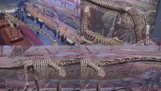 自然博物馆恐龙化石骨骼高清在线视频素材下载