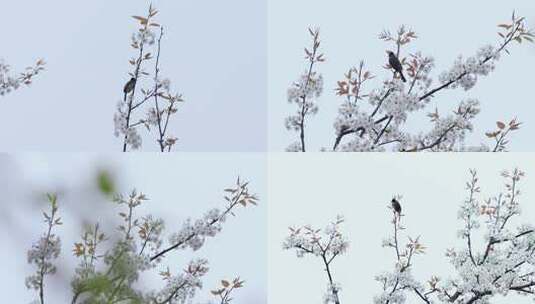 4K梨花梨树上的鸟唯美春天视频高清在线视频素材下载