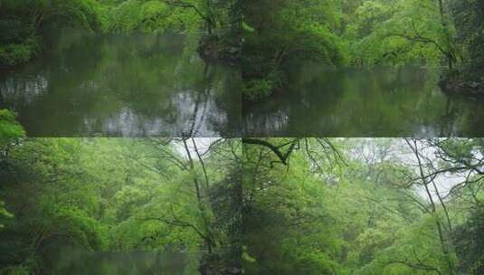 春天杭州花港观鱼阴雨天小鸟绿色自然高清在线视频素材下载