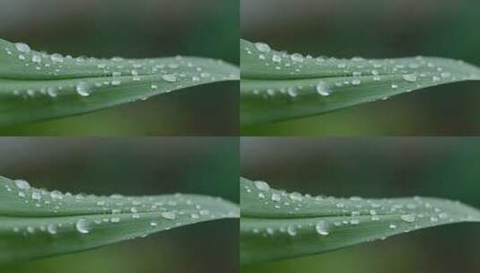 植物上的露珠实拍镜头高清在线视频素材下载
