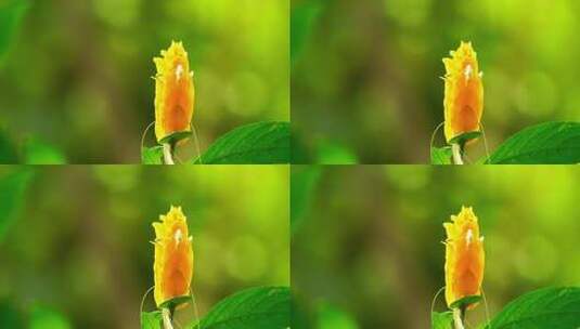 植物鲜花金苞花J高清在线视频素材下载