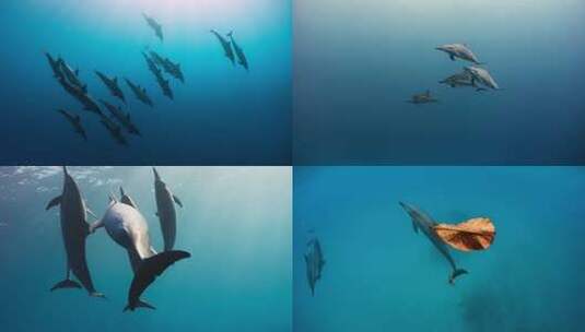 一群海豚高清在线视频素材下载