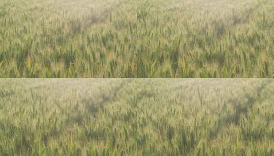芒种麦田收割小麦高清在线视频素材下载
