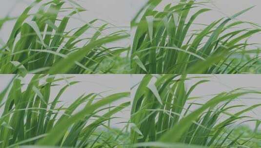 杂草在风中摇曳的慢镜头高清在线视频素材下载