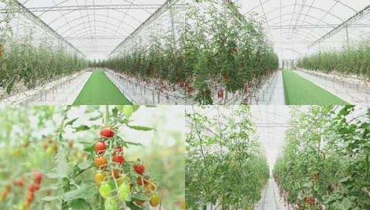 大棚蔬菜水果种植-小番茄高清在线视频素材下载
