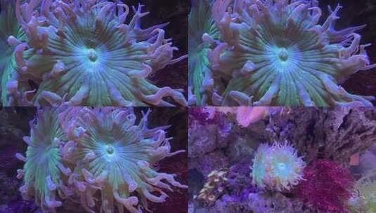 海洋馆被水流带动漂浮的海葵4K高清在线视频素材下载