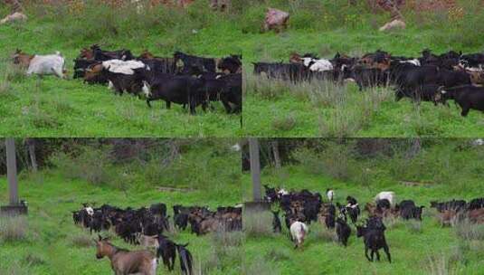 草原湿地上吃草的羊群高清在线视频素材下载