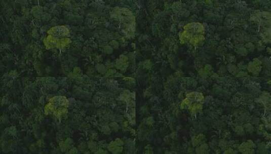 热带森林高清在线视频素材下载