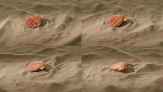 在沙滩上的贝壳高清在线视频素材下载