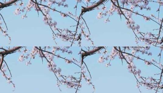 蓝天下的粉色樱花蜜蜂采蜜高清在线视频素材下载
