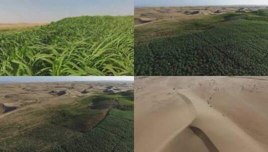 中国菌草在沙漠里生长（一）高清在线视频素材下载