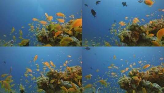 热带海鱼水下高清在线视频素材下载