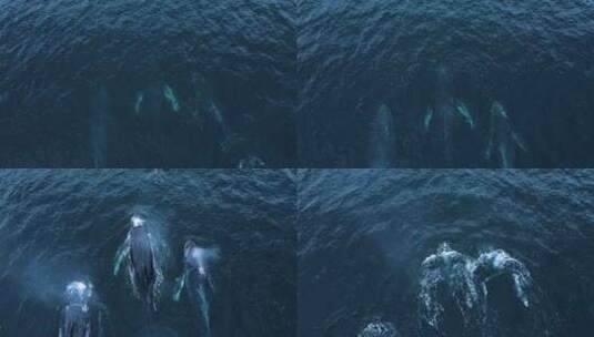 3头座头鲸一起迁徙，无人机视图高清在线视频素材下载