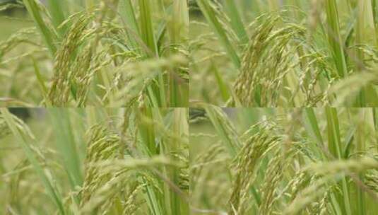 风中移动麦穗的水稻植物高清在线视频素材下载